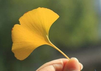 銀杏葉片能治耳鳴嗎？銀杏葉片可以降血脂嗎