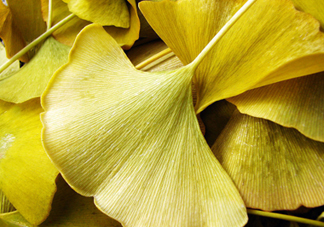 銀杏葉泡腳有什么好處？銀杏葉做枕頭有什么好處