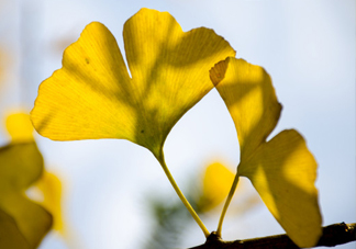 銀杏葉怎么祛斑？銀杏葉有毒嗎