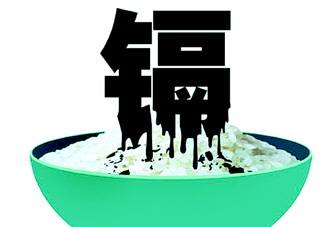鎘污染會導致什么??？江西大米為何會鎘污染