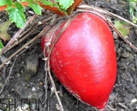 紅蘿卜是涼性的嗎 紅蘿卜是涼性還是熱性 紅蘿卜是涼性的嗎 紅蘿卜是涼性還是熱性