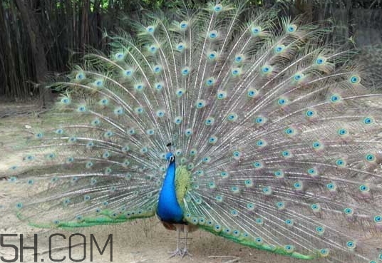 女生說孔雀是什么意思？女生說孔雀怎么回復(fù)