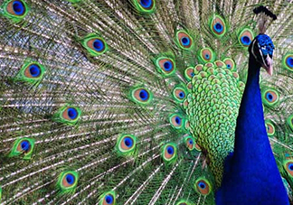 女生說(shuō)孔雀是什么意思？女生說(shuō)孔雀怎么回復(fù)