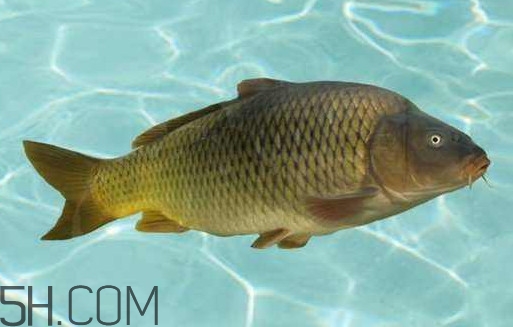 野生黃河鯉魚多少錢一斤？黃河鯉魚有幾根須