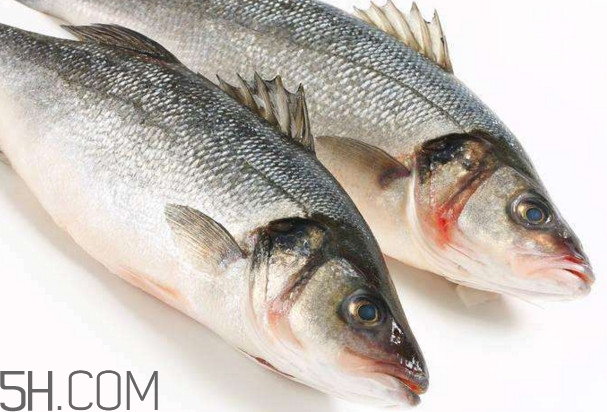 鱸魚有什么功效？鱸魚怎么養(yǎng)才不愛死