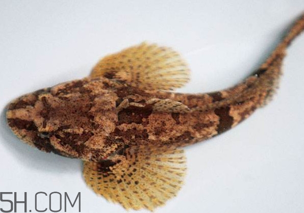 松江鱸魚產(chǎn)地在松江嗎？松江鱸魚是保護動物嗎