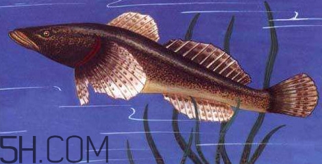 松江鱸魚多少錢一斤？松江鱸魚的松江在哪里