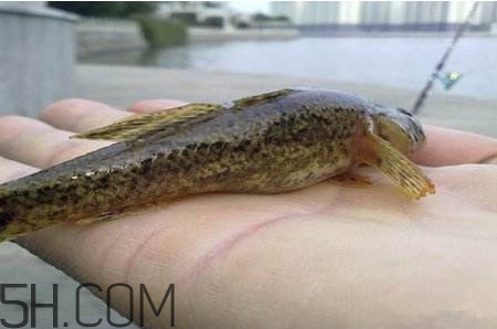 松江鱸魚能長多大？塘鱧魚和松江鱸魚有什么區(qū)別