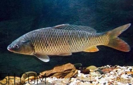 黃河鯉魚主要吃什么？黃河鯉魚和普通鯉魚的區(qū)別