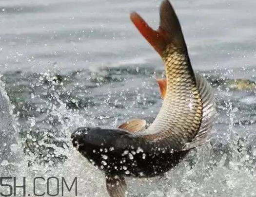 黃河鯉魚最大的有多大？黃河鯉魚怎么做好吃