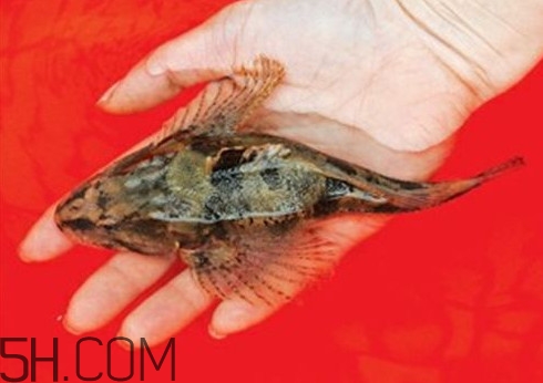 松江鱸魚哪里有？松江鱸魚什么季節(jié)吃最好