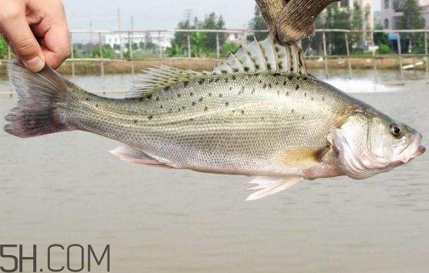 鱸魚有什么功效？鱸魚怎么養(yǎng)才不愛死