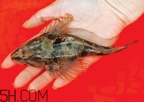 松江鱸魚怎么做？松江鱸魚養(yǎng)殖技術(shù)