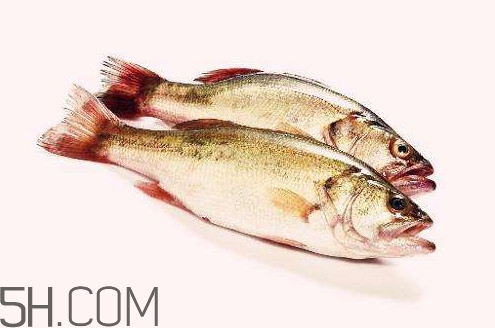 鱸魚有什么功效？鱸魚怎么養(yǎng)才不愛死