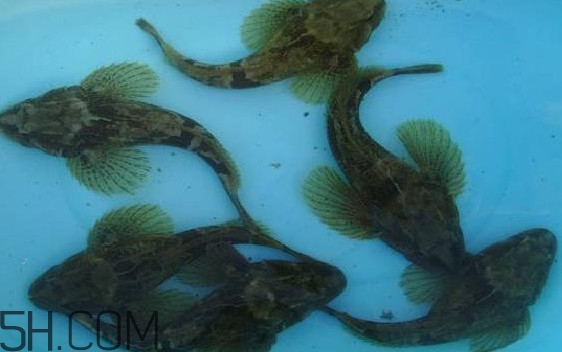 松江鱸魚怎么做？松江鱸魚養(yǎng)殖技術(shù)