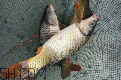 黃河鯉魚主要吃什么？黃河鯉魚和普通鯉魚的區(qū)別