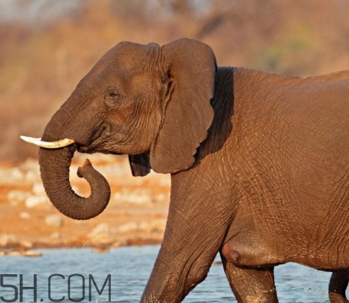 女人說(shuō)大象是什么意思？女生發(fā)消息大象什么意思？