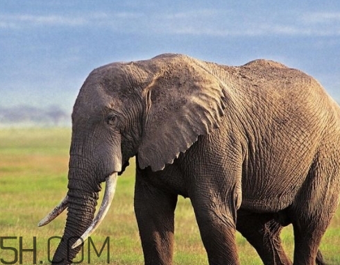 女人說(shuō)大象是什么意思？女生發(fā)消息大象什么意思？