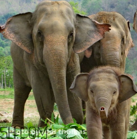 女人說(shuō)大象是什么意思？女生發(fā)消息大象什么意思？