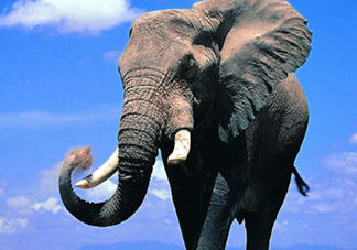 女人說大象是什么意思？女生發(fā)消息大象什么意思？