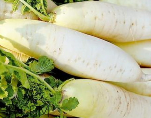 白蘿卜什么時(shí)候收獲 白蘿卜什么季節(jié)成熟 白蘿卜什么時(shí)候收獲 白蘿卜什么季節(jié)成熟