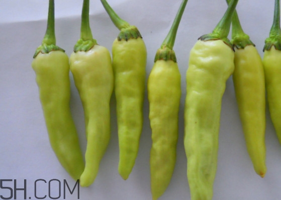 泡椒是什么辣椒？泡椒是怎樣自制的
