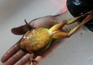 雪蛤可以補(bǔ)雌激素嗎？雪蛤能和螃蟹一起吃嗎