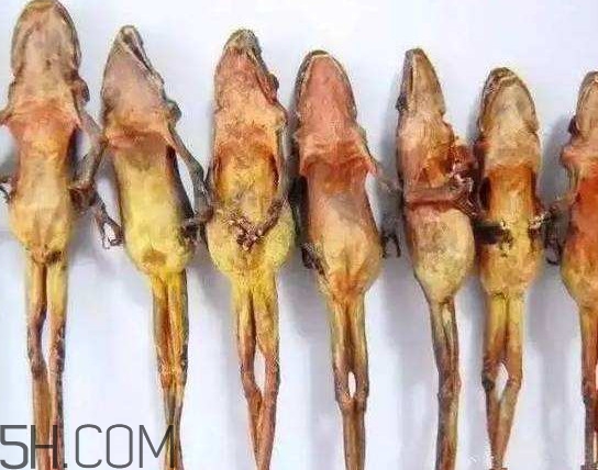 雪蛤和雪蛤油一樣嗎？雪蛤是青蛙嗎