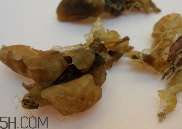 雪蛤可以和鹿胎膏一起吃嗎？雪蛤不能和什么一起吃