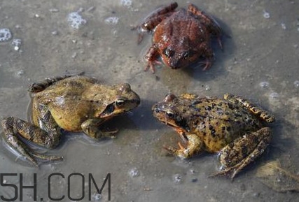 買賣林蛙違法嗎？林蛙和蛤蟆的區(qū)別