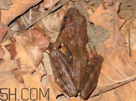 林蛙是發(fā)物嗎？林蛙是國家二級保護動物嗎？