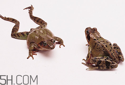 林蛙是雪蛤嗎？林蛙是田雞嗎