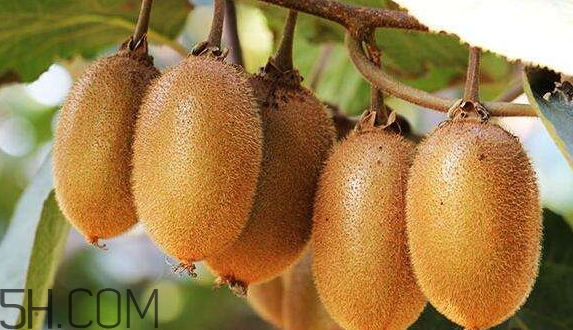 女生送獼猴桃什么意思？獼猴桃內(nèi)涵意思