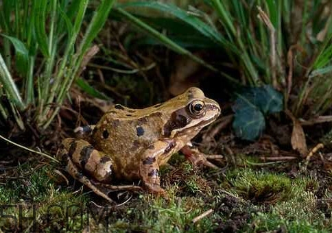 林蛙是發(fā)物嗎？林蛙是國家二級保護動物嗎？