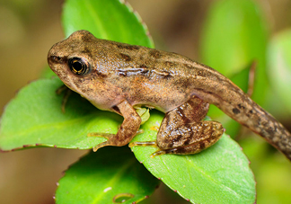 雪蛤的價格多少1克？雪蛤為什么這么貴