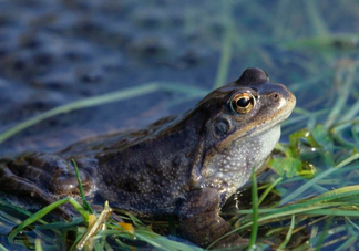 林蛙和牛蛙的區(qū)別是什么？林蛙怎么分公母