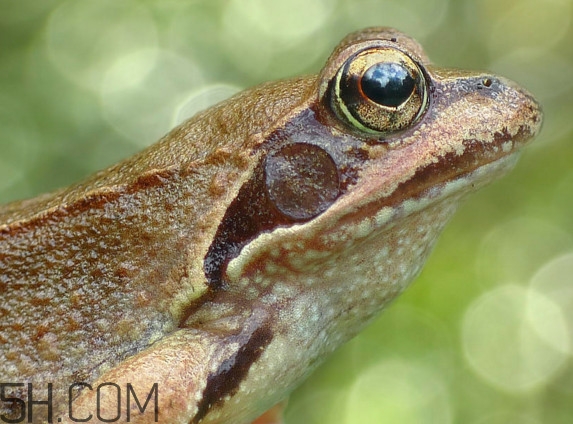 林蛙怎么處理內(nèi)臟？林蛙怎么做好吃