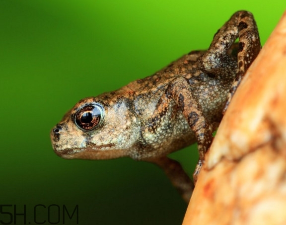 林蛙什么時(shí)候捕捉最好？林蛙主要生活在草甸子還是山上