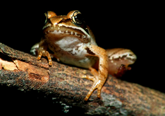 林蛙是發(fā)物嗎？林蛙是國(guó)家二級(jí)保護(hù)動(dòng)物嗎？