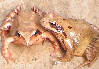 林蛙有寄生蟲嗎？林蛙可以帶上飛機(jī)嗎