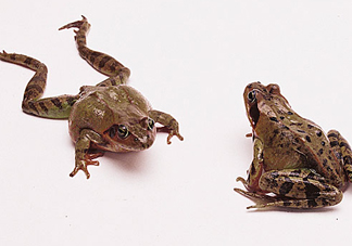 林蛙是雪蛤嗎？林蛙是田雞嗎