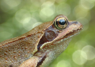 林蛙怎么處理內(nèi)臟？林蛙怎么做好吃