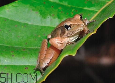 買賣林蛙違法嗎？林蛙和蛤蟆的區(qū)別