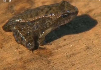 雪蛤和雪蛤油一樣嗎？雪蛤是青蛙嗎