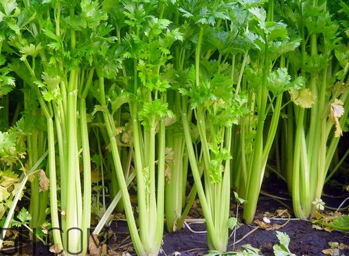 西芹不能和什么一起吃 西芹和什么相克 西芹不能和什么一起吃 西芹和什么相克