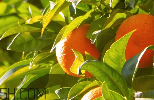 自然旋律是什么牌子？自然旋律是哪個國家的什么檔次