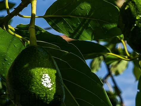 自然旋律是什么牌子？自然旋律是哪個國家的什么檔次