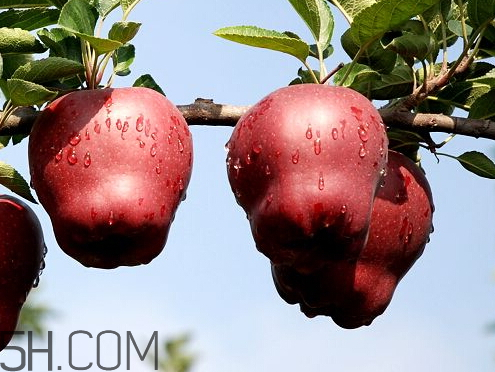 蛇果是熱性還是涼性 蛇果是酸性還是堿性 蛇果是熱性還是涼性 蛇果是酸性還是堿性