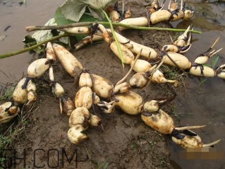 蓮藕是什么季節(jié)成熟的？蓮藕什么時候種植