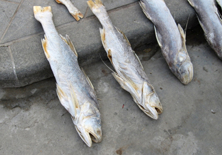 咸魚真的是一類致癌物？咸魚怎么做好吃